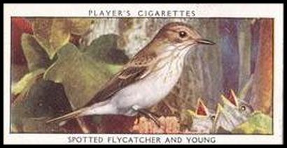 12 Spotted Flycatcher and Young